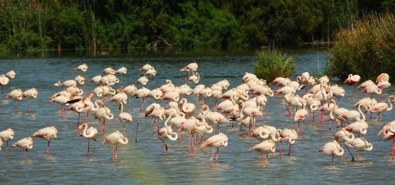 ¿Cómo reaccionarán las aves ante el eclipse de sol?