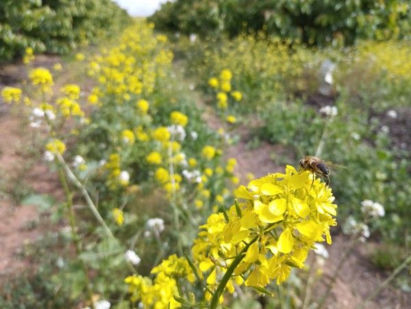 Covercrops apuesta por la biodiversidad entre árboles frutales