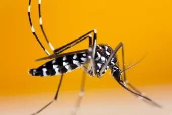 Moustique tigre : la vigilance reste de mise