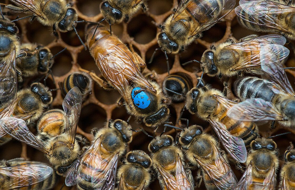 Bienenforschung: Veröffentlichung in PNAS Arbeitsteilung im Bienenstaat