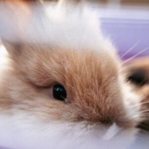 Fotogaléria: Chovateľská burza drobných zvierat