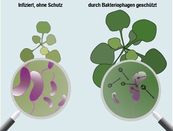 Mikrobiologie: Veröffentlichung in Cell Reports Viren als Pflanzenschützer
