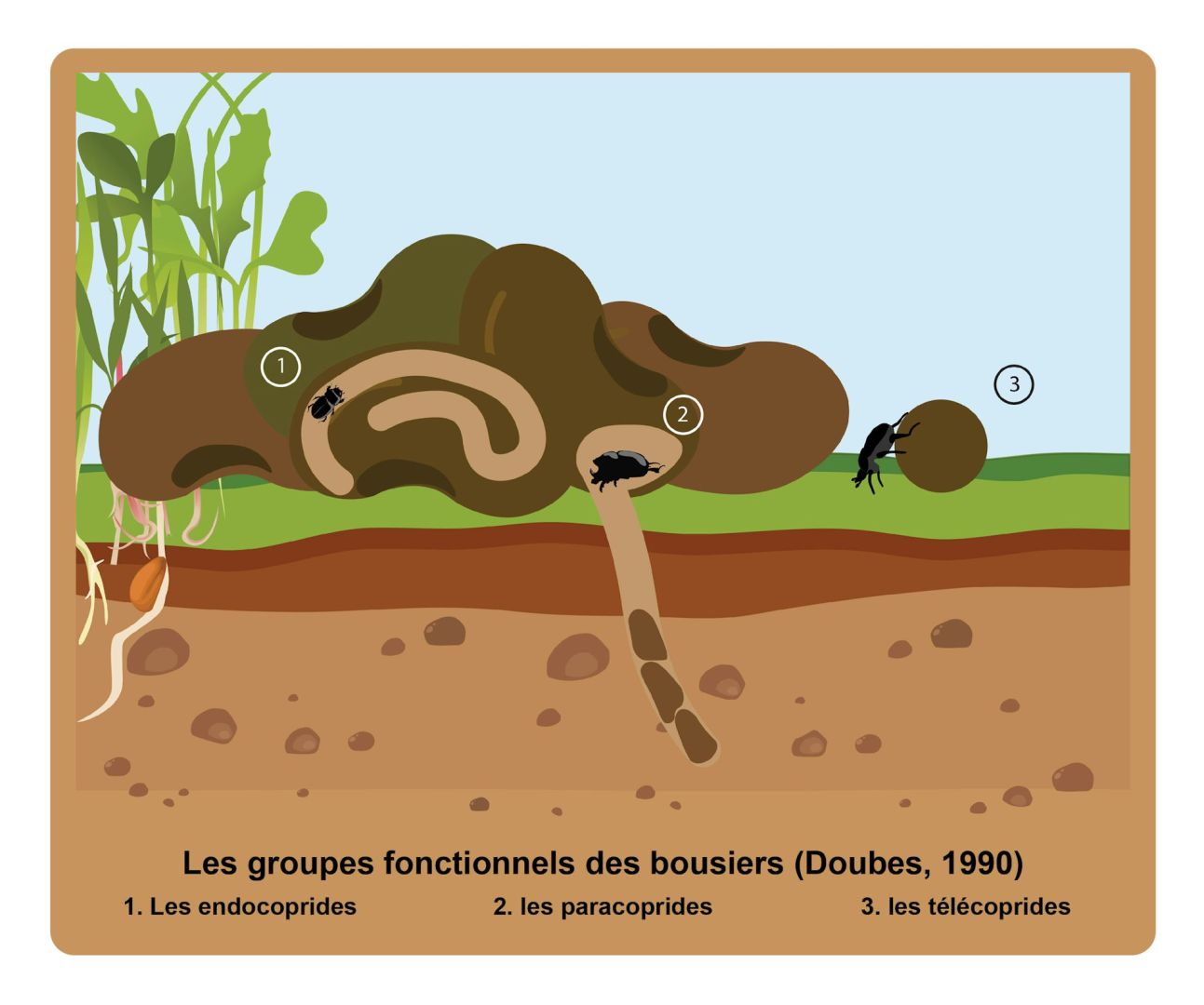 Une bouse de vache vaut‑elle un crottin de cheval ? Les bousiers n’ont pas tous les mêmes préférences gustatives