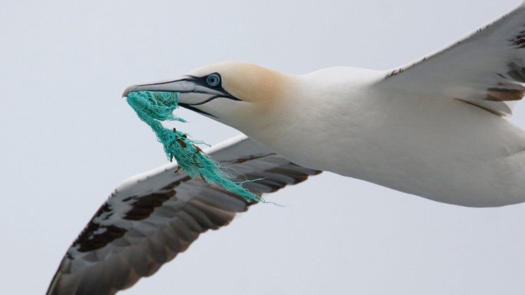 Los fuegos artificiales de las fiestas de verano ponen en riesgo a las aves