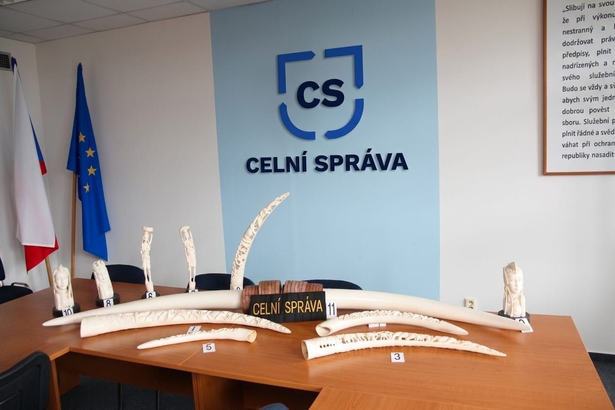 Celníci zajistili 38 kilogramů nelegální slonoviny
