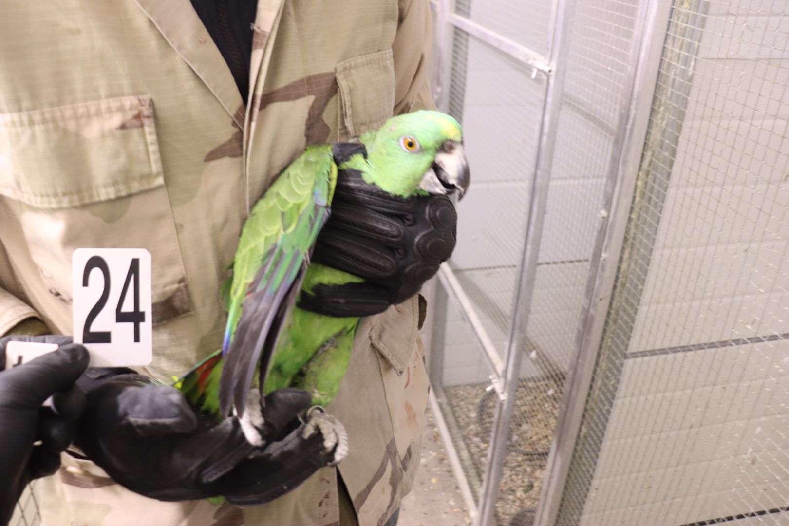 Celníci odhalili nelegální obchod s papoušky.  Jejich umístění zajistila Zoo Ostrava.