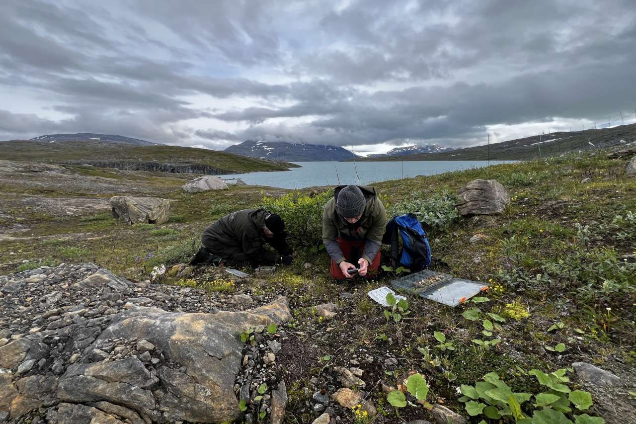 Searching for unknown fungi in the mountains