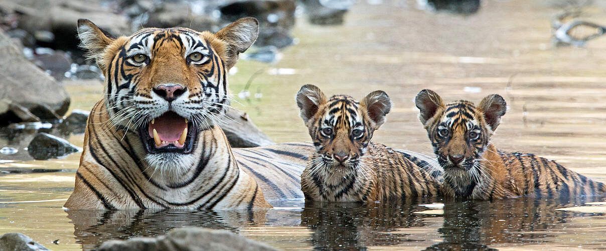 WWF Living Planet Report 2026