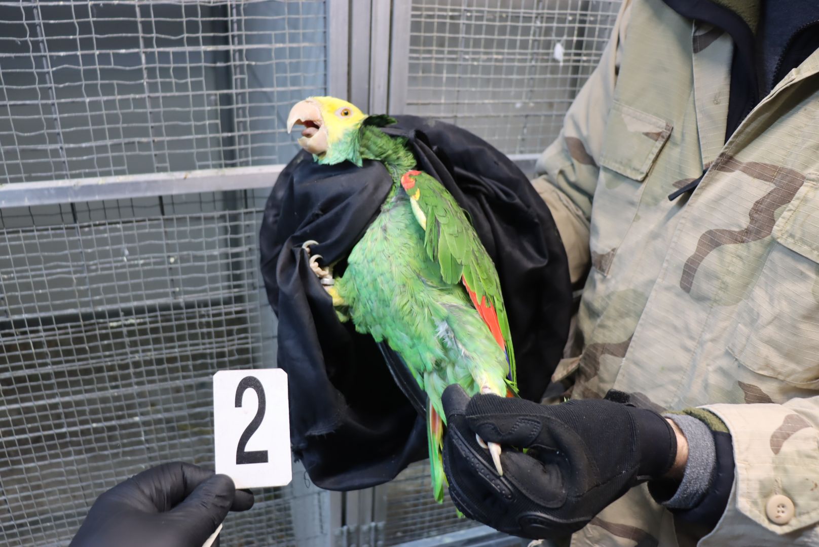 Celníci odhalili nelegální obchod s papoušky.  Jejich umístění zajistila Zoo Ostrava.