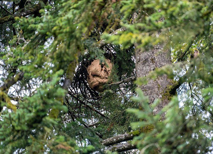 Erfolgreiche Bekämpfung der Asiatischen Hornisse in Tirol