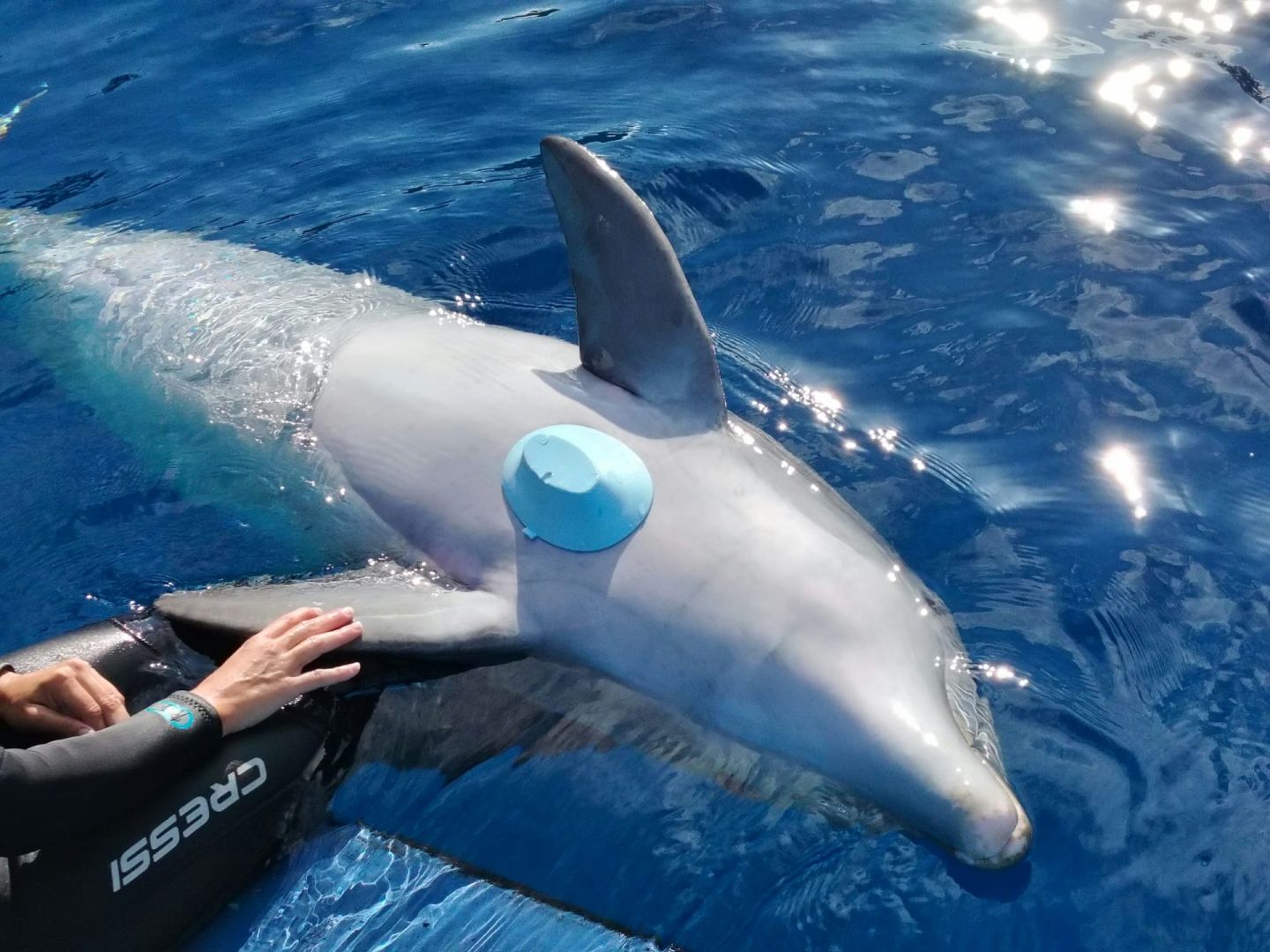 Première scientifique : nous avons réussi à enregistrer l’activité cardiaque d’un rorqual commun en liberté