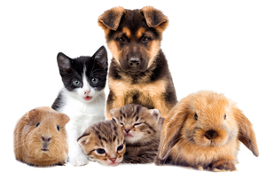 CMA concludes market investigation with major reforms to veterinary sector