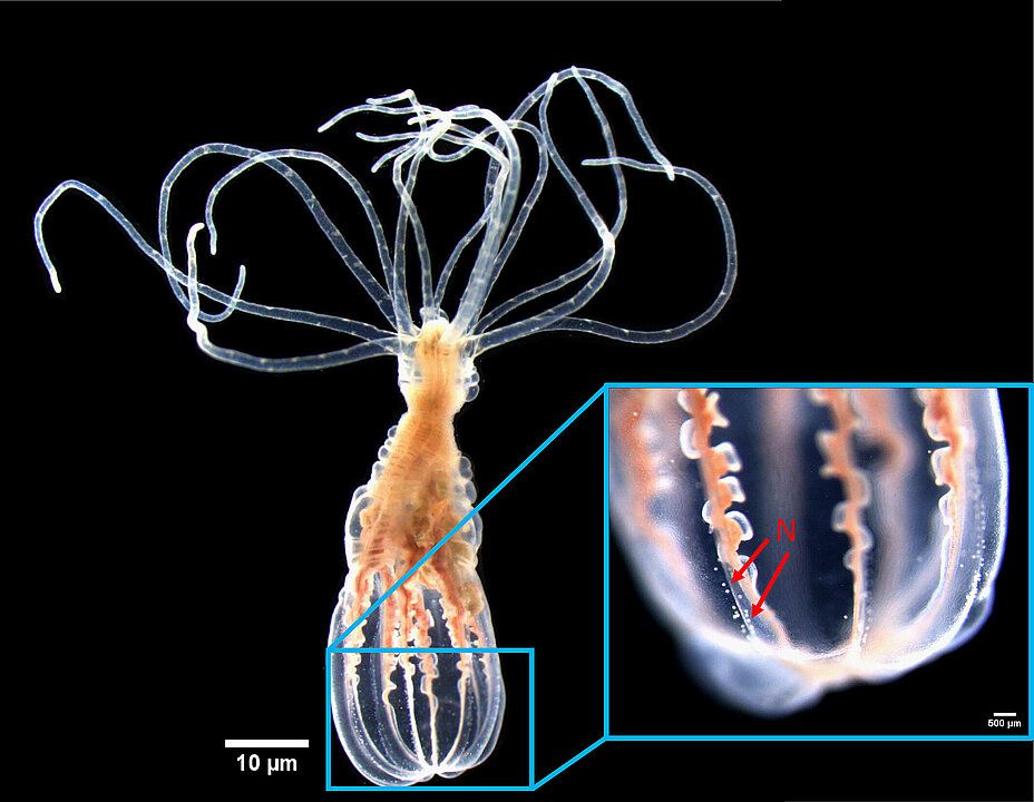 Meeresbiologie: Veröffentlichung in Nature Communications Schon wirbellose Tiere können spezifisch Krankheitserreger erkennen