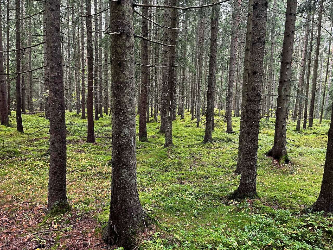 Skal forvalte skogen tre for tre