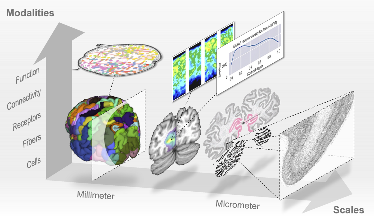 Hirnforschung: Veröffentlichung in Nature Methods Vom Molekül zum Netzwerk: Siibra vereint Hirndaten in einem Atlas