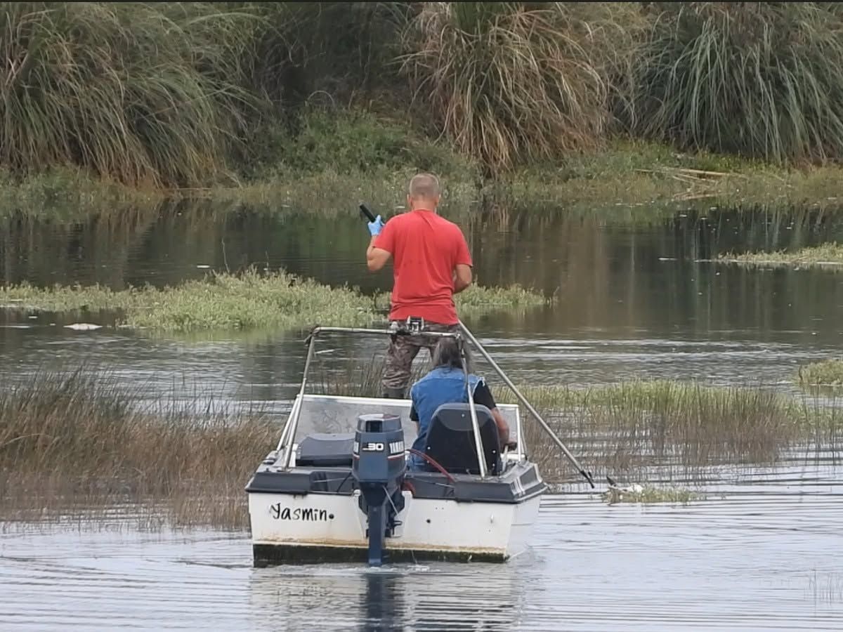 Seguimos de cerca el episodio de mortalidad de aves acuáticas en la Ría de San Martín