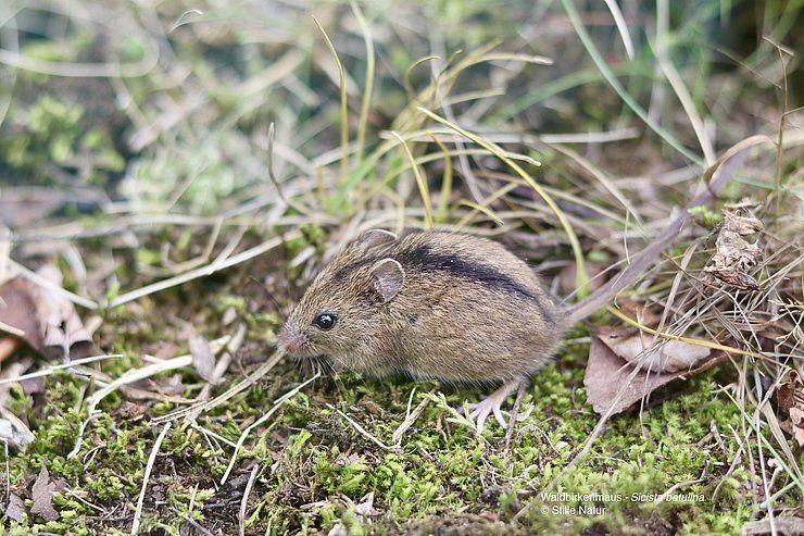 Grenzüberschreitender Naturschutz für besondere Arten in Tirol und Bayern