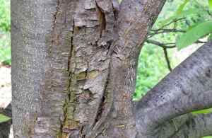 Sweet chestnut blight outbreak prompts swift action