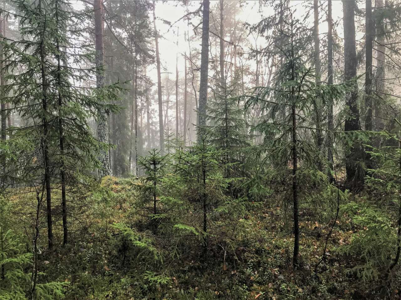 Slik går du fra bestandsskogbruk til bledningshogst