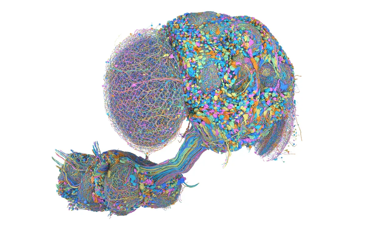 5 amazing visuals show how the male fruit fly’s brain map is advancing neuroscience
