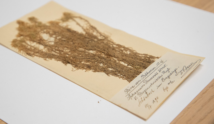 Herbarium US na liście strategicznych infrastruktur badawczych
