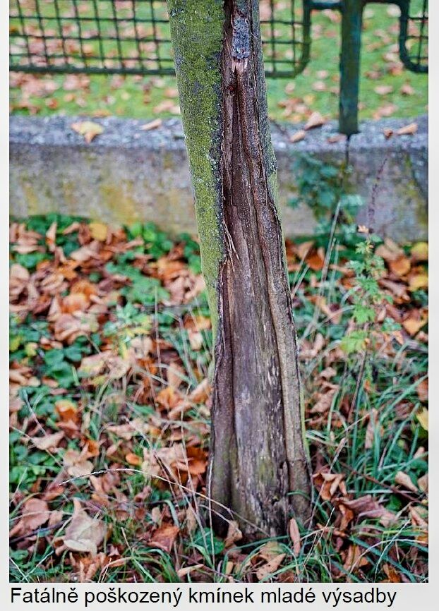 Revitalizace aleje v ulici Kovanická v Nymburce