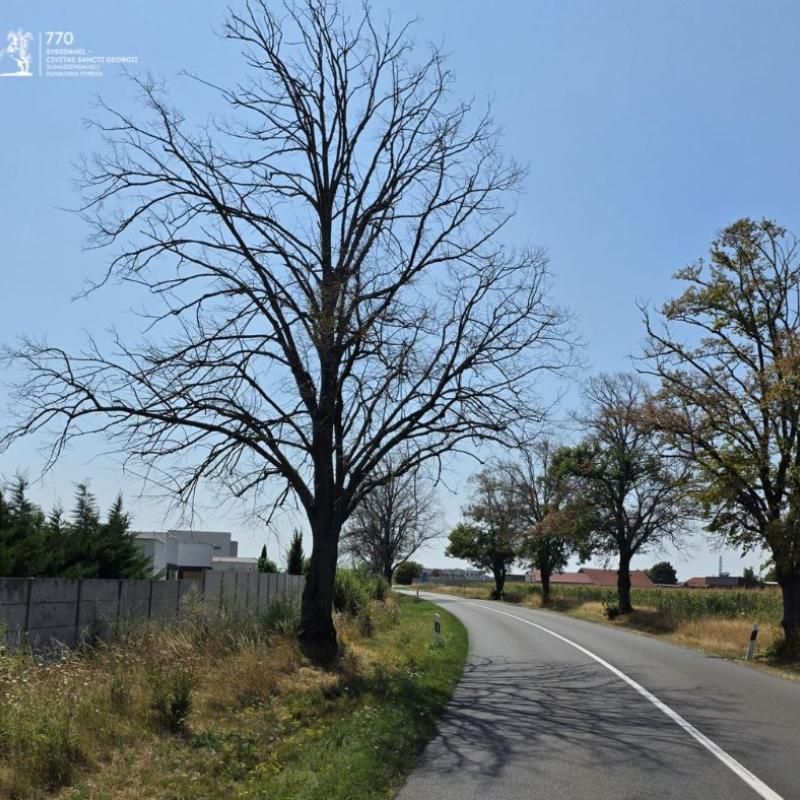 Mesto podá trestné oznámenie na základe dendrologického odborného posudku