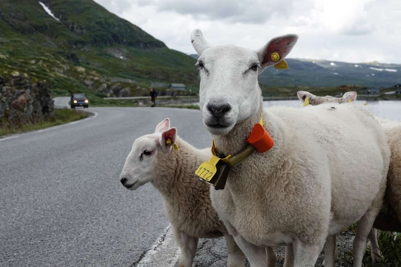 Færre bønder skal passe større områder – teknologien skal hjelpe dem