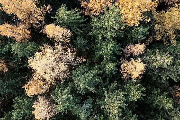 Tiroler Wald schafft Wert – als Schutzschild, Wirtschaftsraum und kritische Infrastruktur