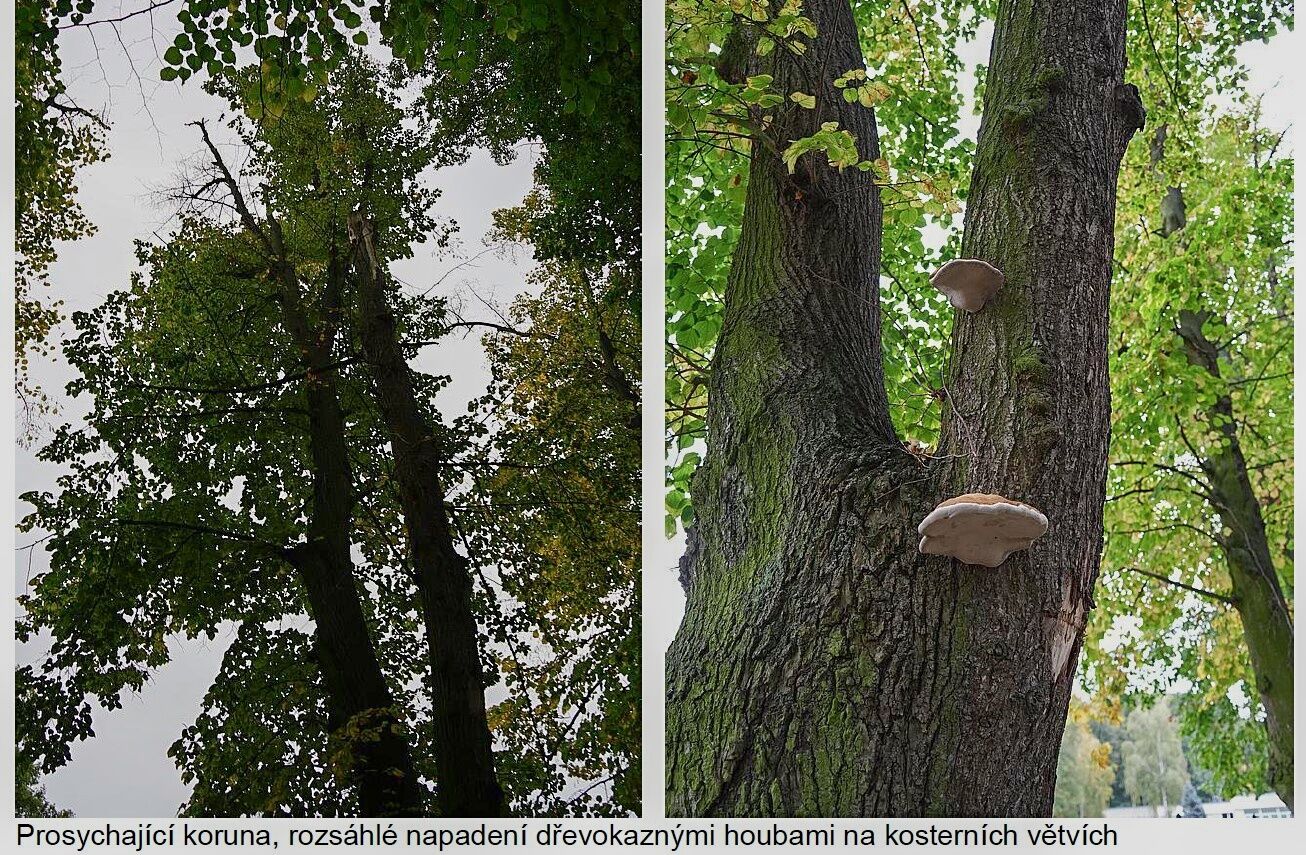 Revitalizace aleje v ulici Kovanická v Nymburce