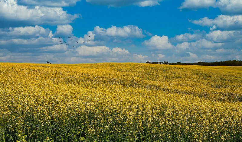 Sedgman gewinnt FEED-Auftrag für das Clearwater-Projekt von E3 Lithium in Alberta, Kanada
