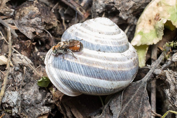 Forschungsprojekt zu Wildbienen im Naturpark Kaunergrat