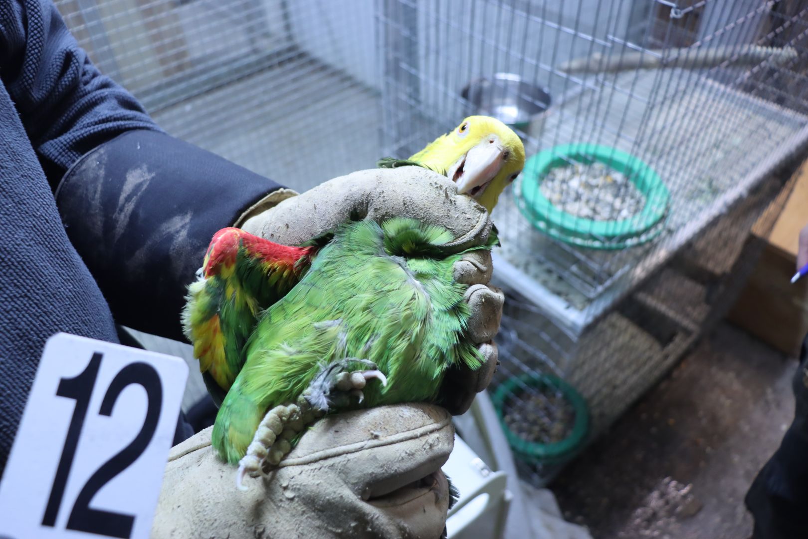 Celníci odhalili nelegální obchod s papoušky.  Jejich umístění zajistila Zoo Ostrava.