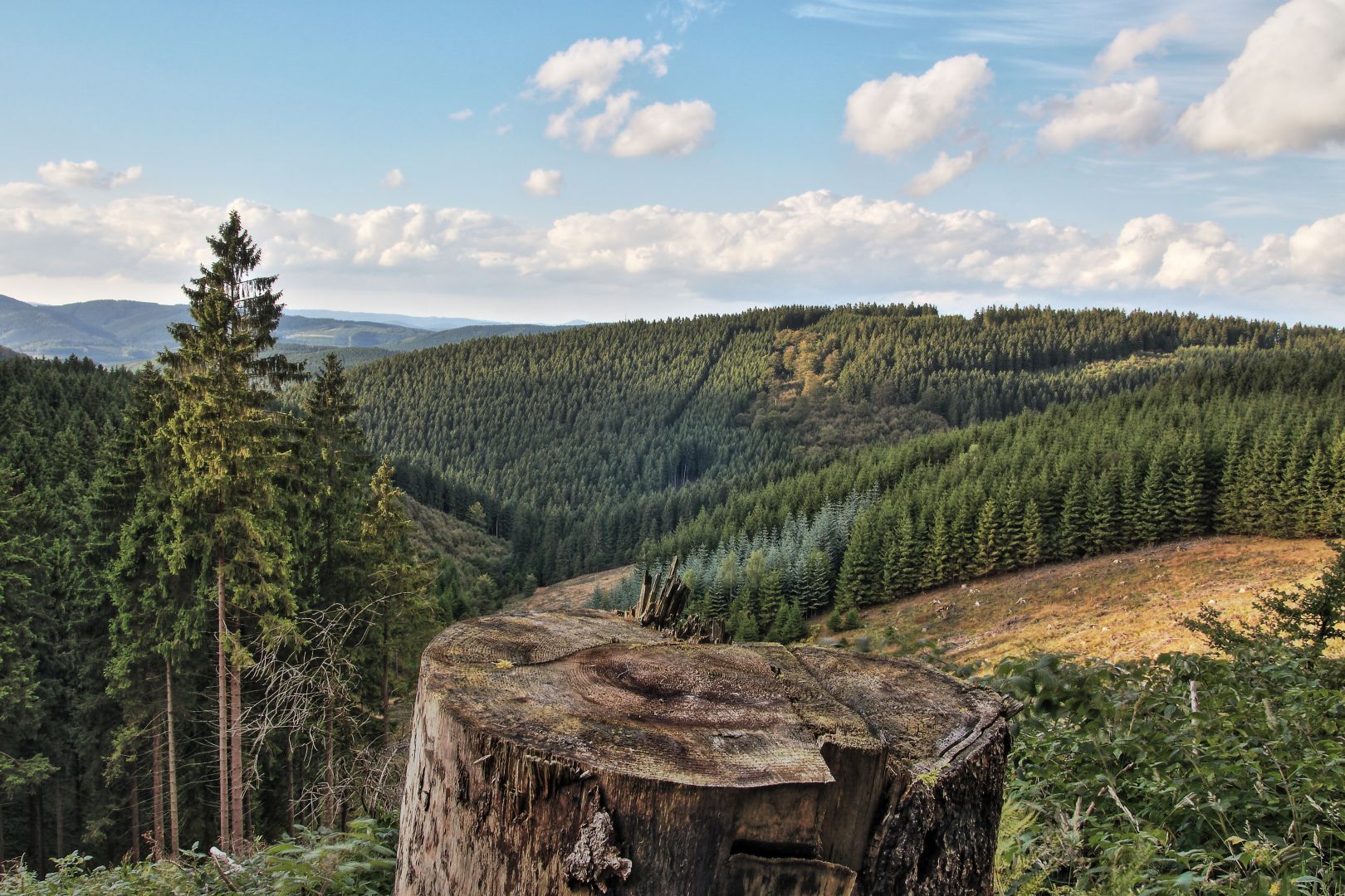 Ergebnisse der Waldzustandserhebung 2025