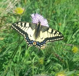 Tag der Insekten im Luisenpark Mannheim