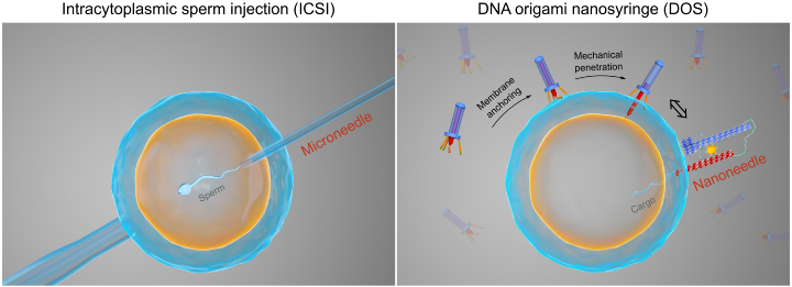 Programmierbarer Membrantransport