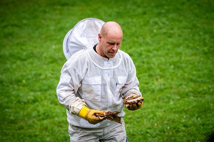 Erfolgreiche Bekämpfung der Asiatischen Hornisse in Tirol