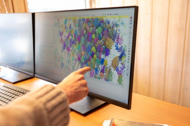 Skal forvalte skogen tre for tre