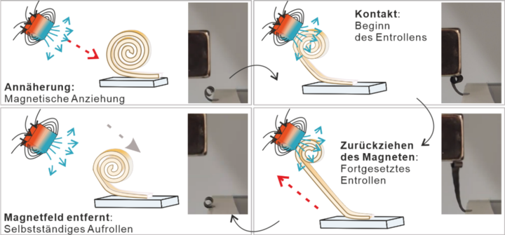 Vom Schmetterling abgeschaut: Intelligenter Antrieb für die Roboter der Zukunft