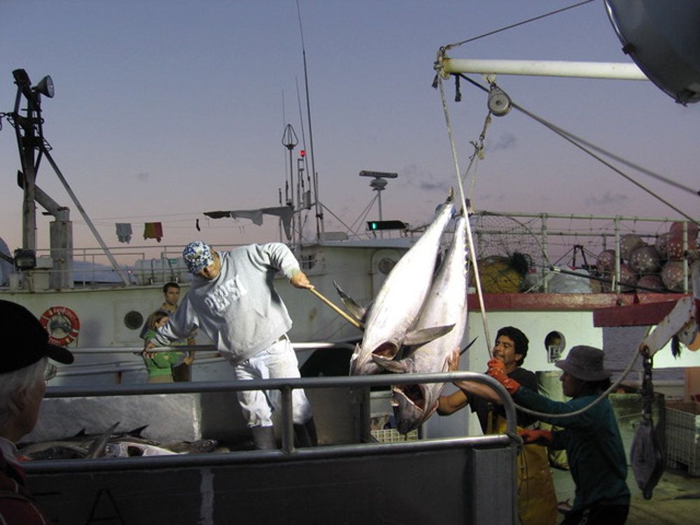 Détecter le déclin des stocks de poisson permettrait d’éviter l’effondrement des pêcheries
