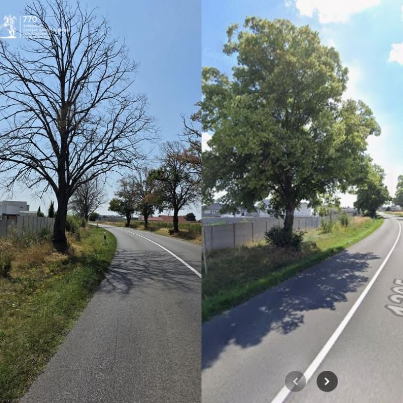 Mesto podá trestné oznámenie na základe dendrologického odborného posudku
