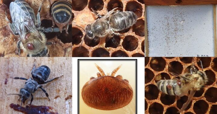 Workshop „Celoroční monitoring roztoče Varroa destructor – náhrada za sběr měli?“, Praha, 26. 9. 2026