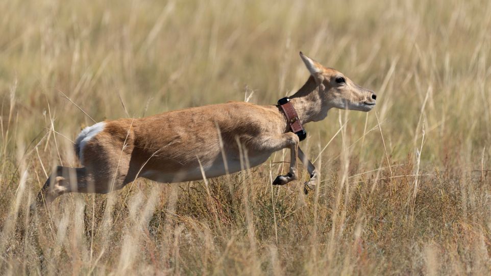 Den Tieren auf der Spur