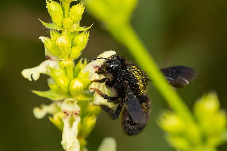 Forschungsprojekt zu Wildbienen im Naturpark Kaunergrat