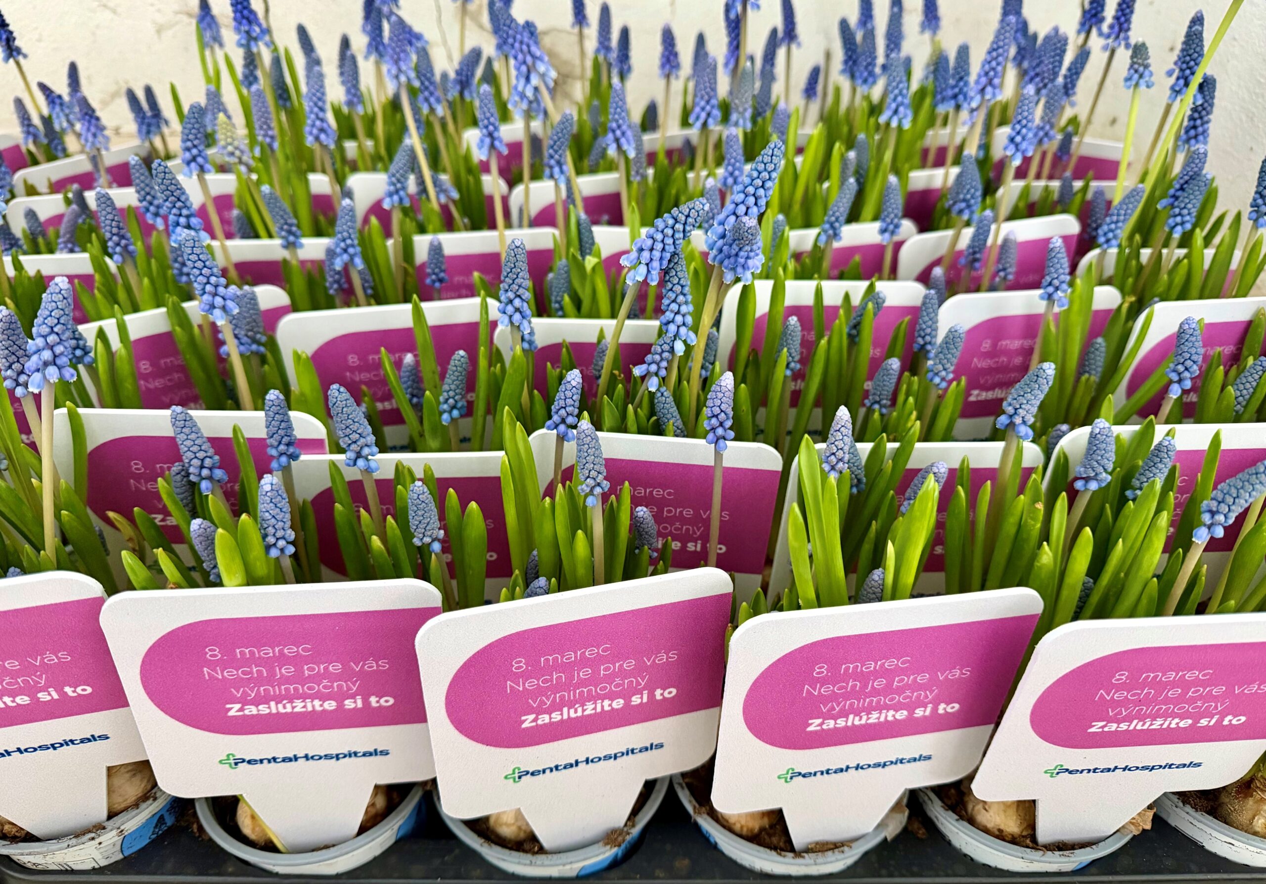 🌷 Keď poďakovanie rozkvitne – MDŽ v našej nemocnici
