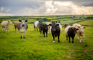 New law comes into force to protect farm animals from dog attacks