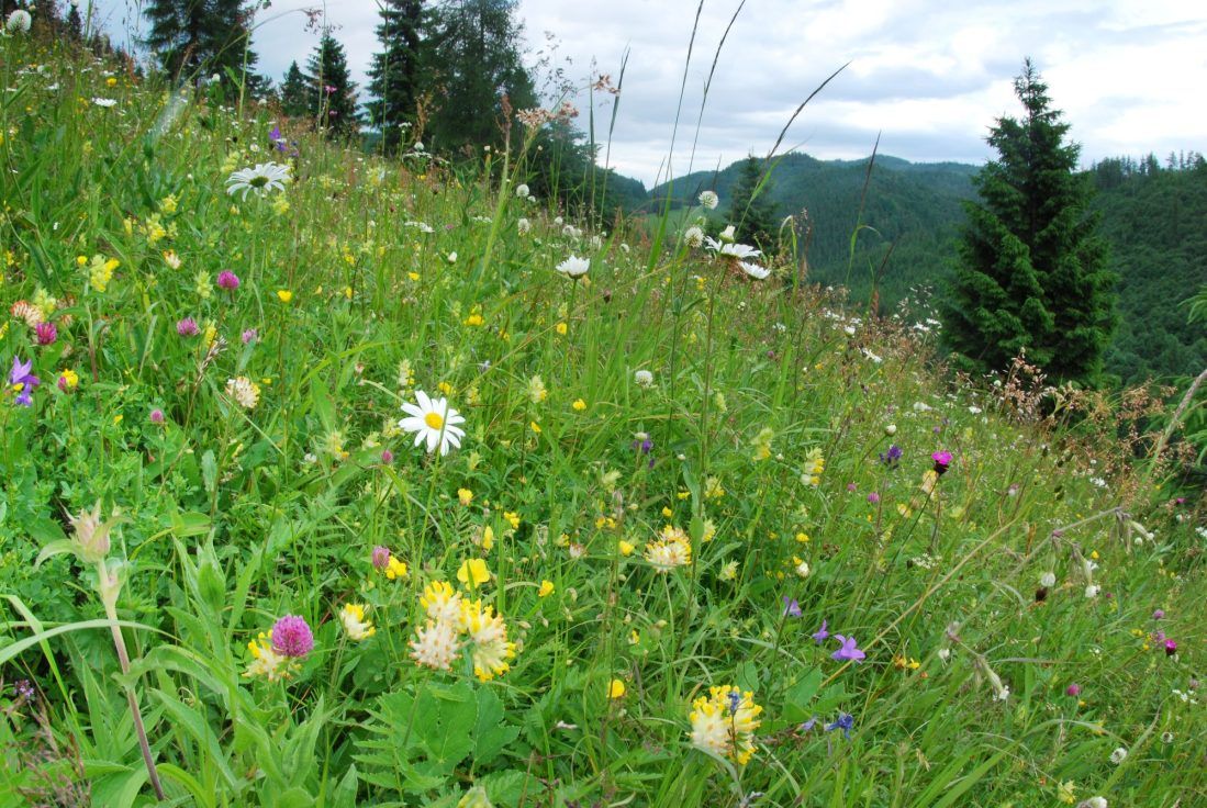 Lúky ako otvorená otázka: odborná konferencia o ochrane lúčnej biodiverzity