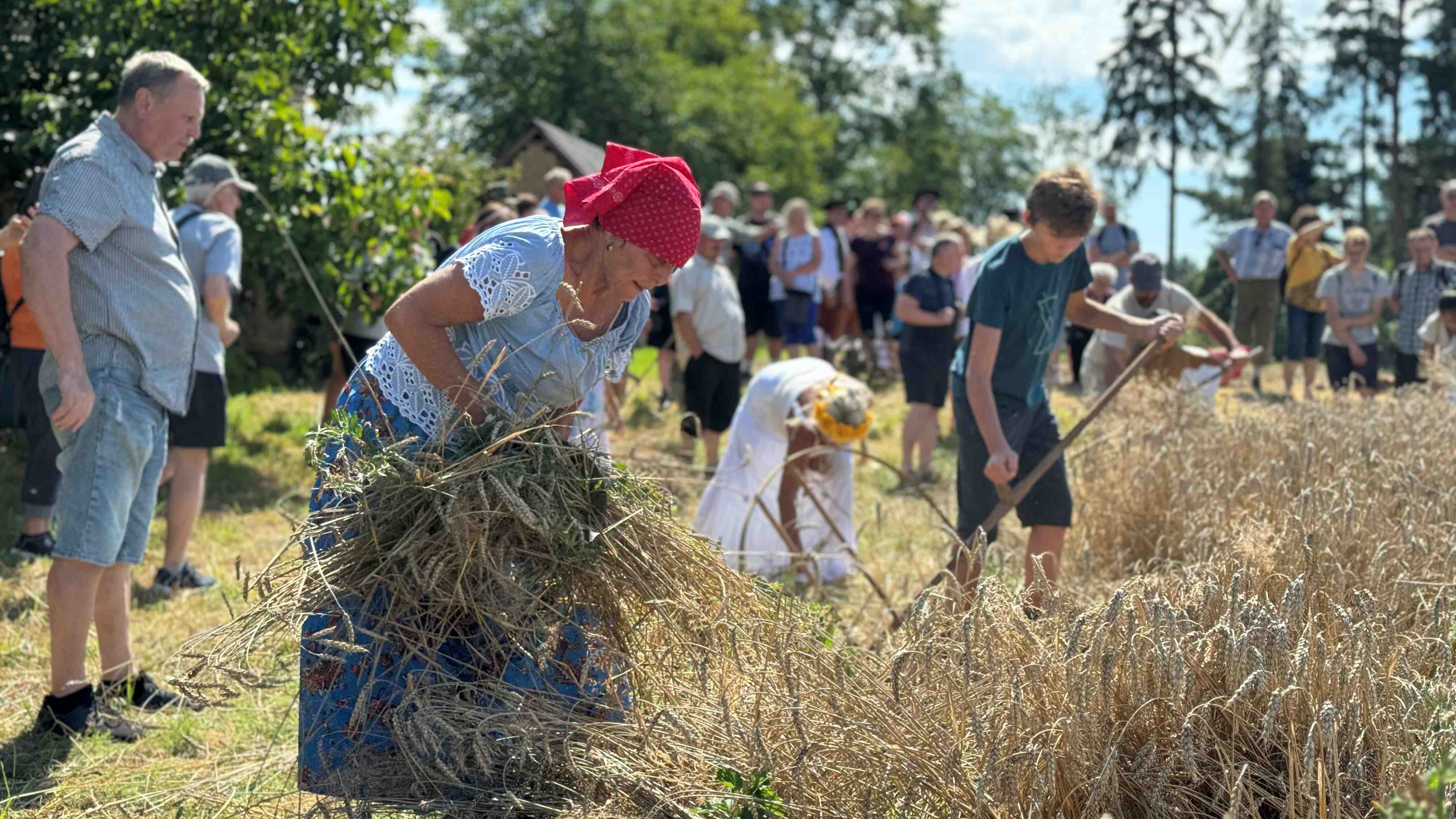 Žně jako za časů prababiček. Hanácké muzeum chystá živou ukázku sklizně