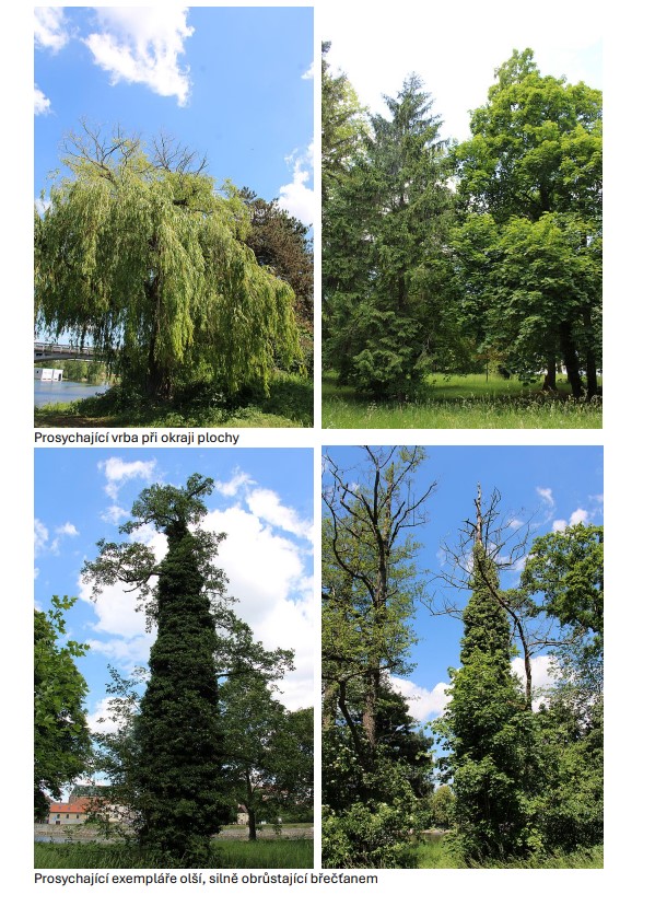 Město Nymburk vybralo zhotovitele pro obnovu parku Ostrov – I. etapa