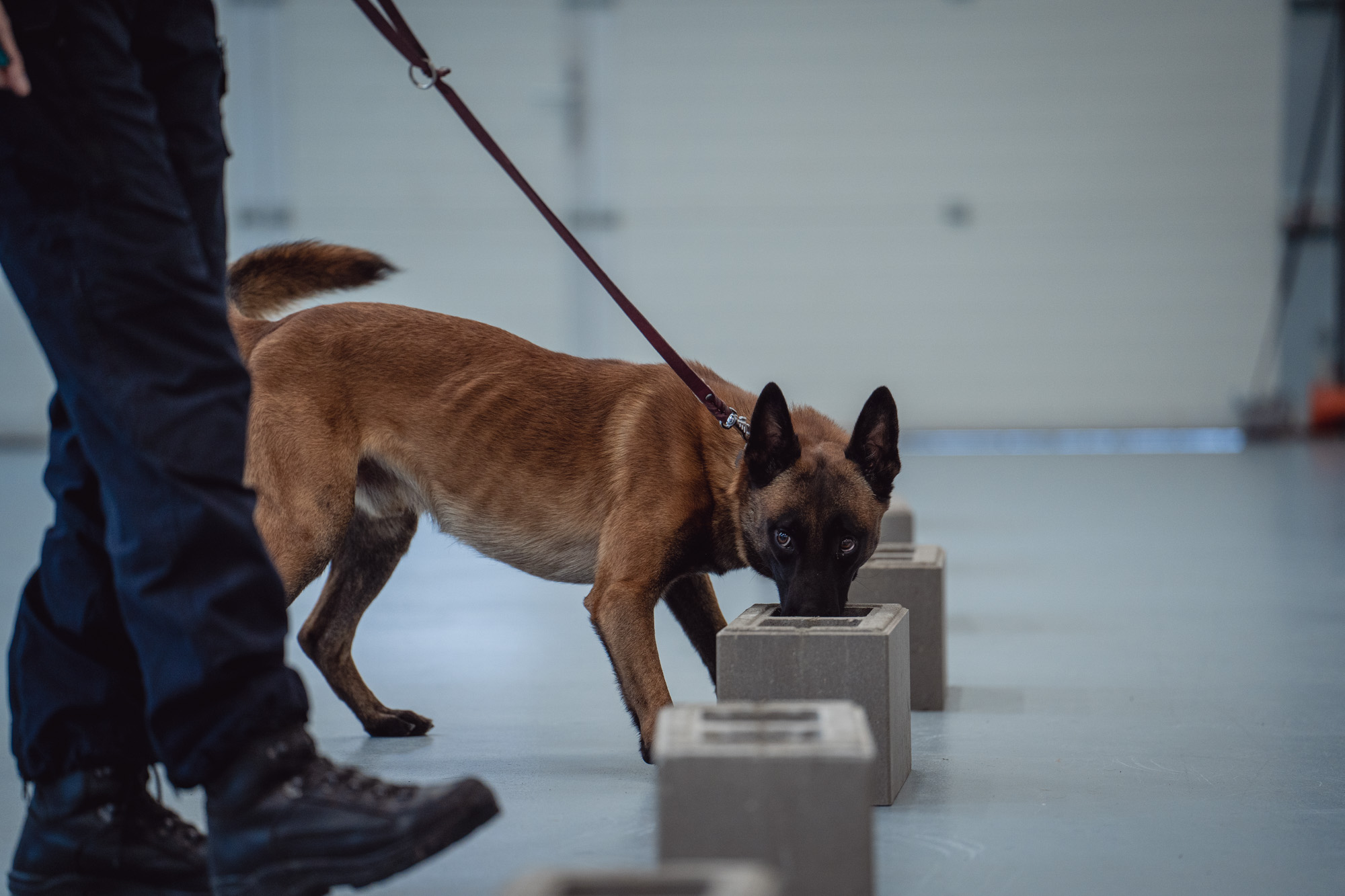 Deset služebních psů Celní správy ČR umí odhalit fentanyl